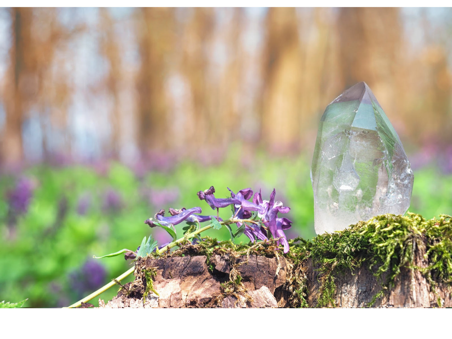 Opulent Essence Wellness Products